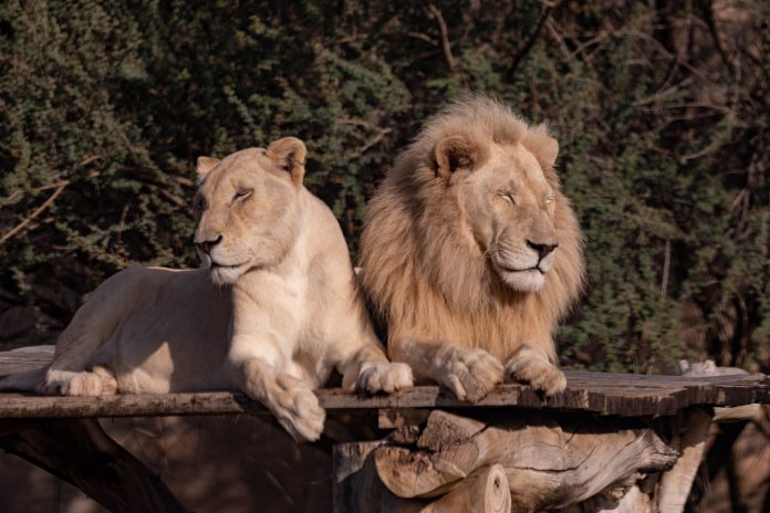 pexels-denys-gromov-15509603 Foto de Denys Gromov: https://www.pexels.com/pt-br/foto/animais-bichos-gatos-grandes-leao-15509603/
